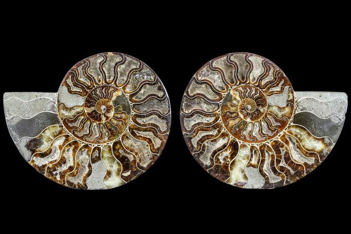Agatized Ammonite Fossil - Madagascar #113062